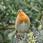 Au Bal Des Oiseaux
