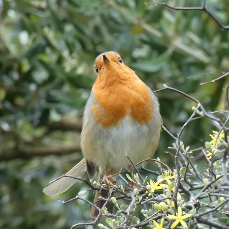Au Bal Des Oiseaux
