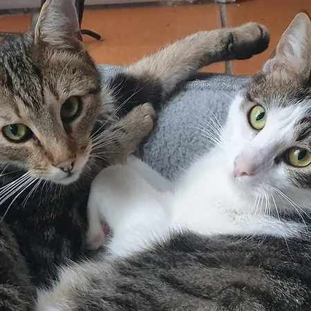 Au Bal Des Oiseaux Σπίτι διακοπών