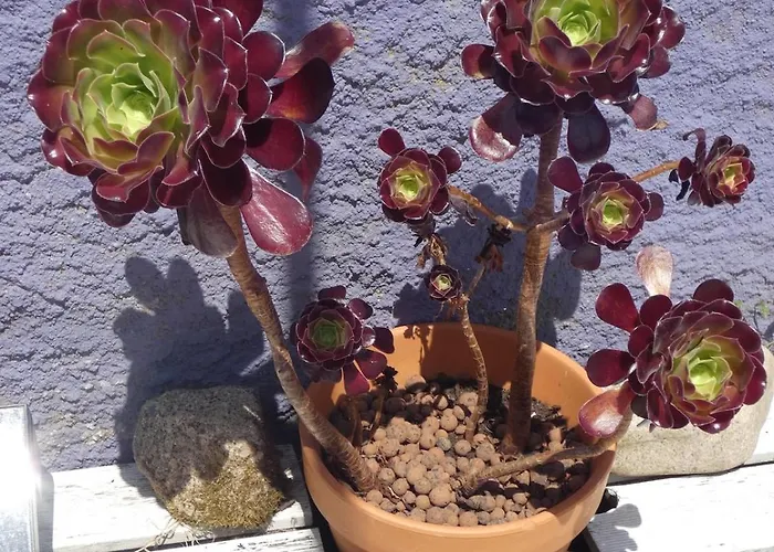 度假居 Au Bal Des Oiseaux Chavagnes-en-Paillers